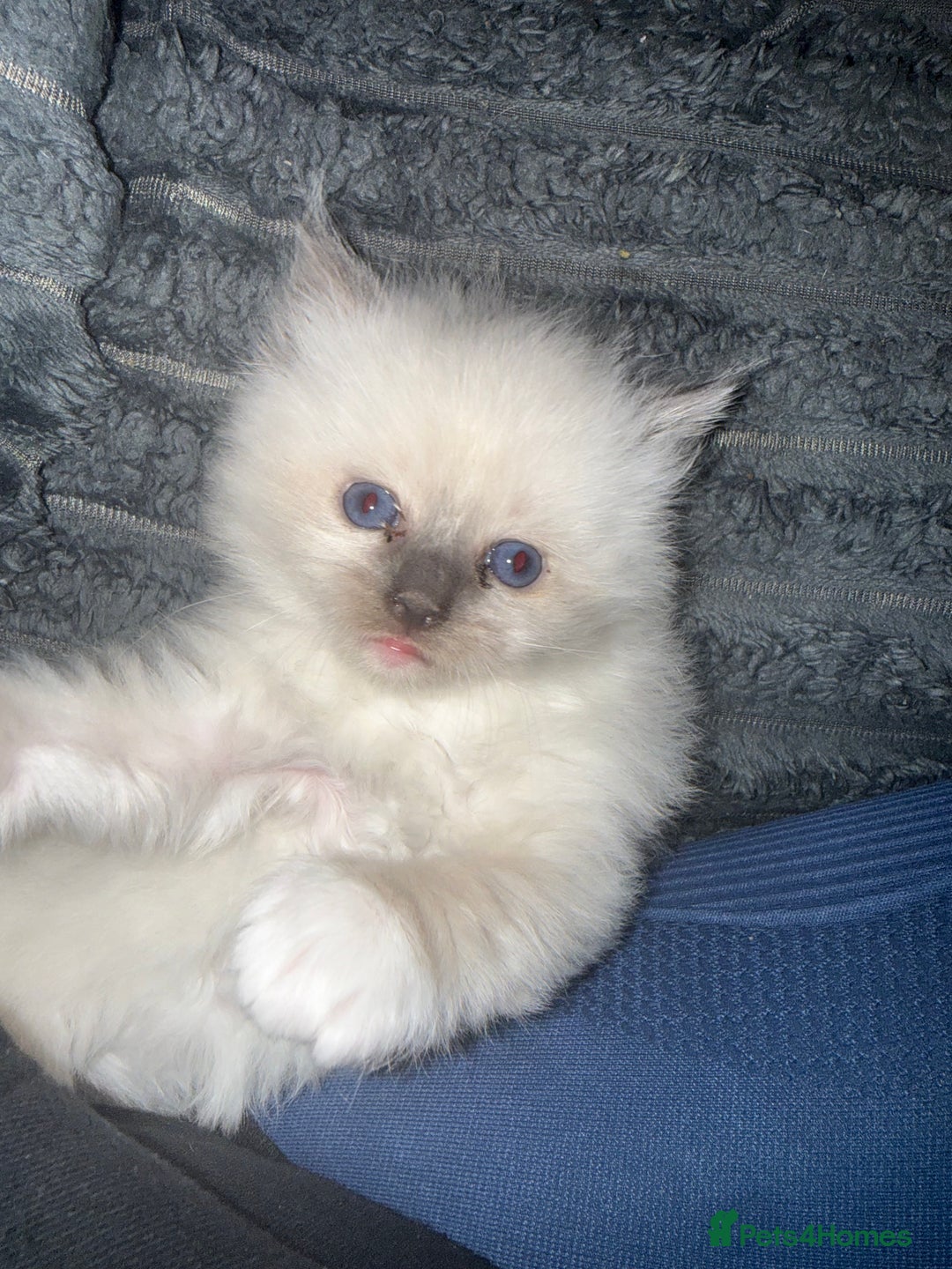 Ragdoll cats for sale: 2 female blue mitted rag doll kittens - Advert 7