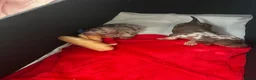 Miniature Dachshund dogs for sale: Dapple miniature dachshunds  - Advert 4