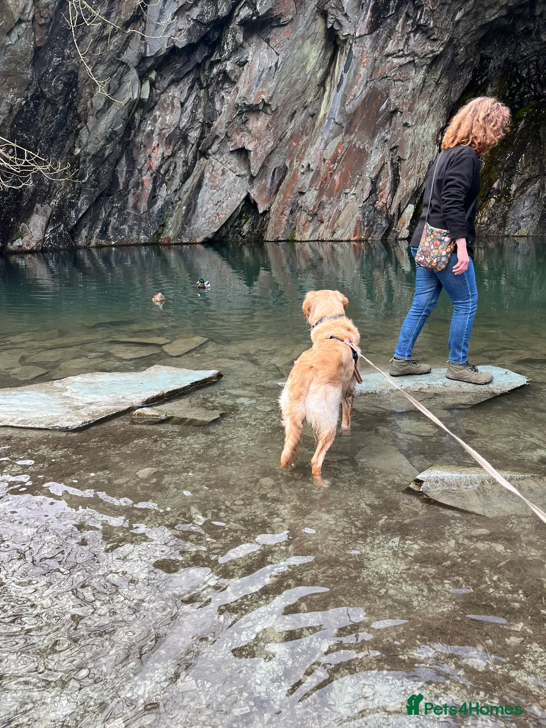 Golden Retriever dogs for stud: Proven Beautiful Golden Retriever Stud  in London - Advert 8