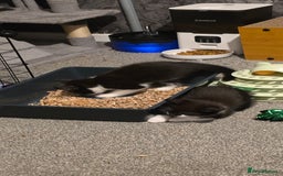 Domestic Shorthair cats for sale: 2 Beautiful Kittens - Uno & Bandana (8 Weeks  Old) - Image 8