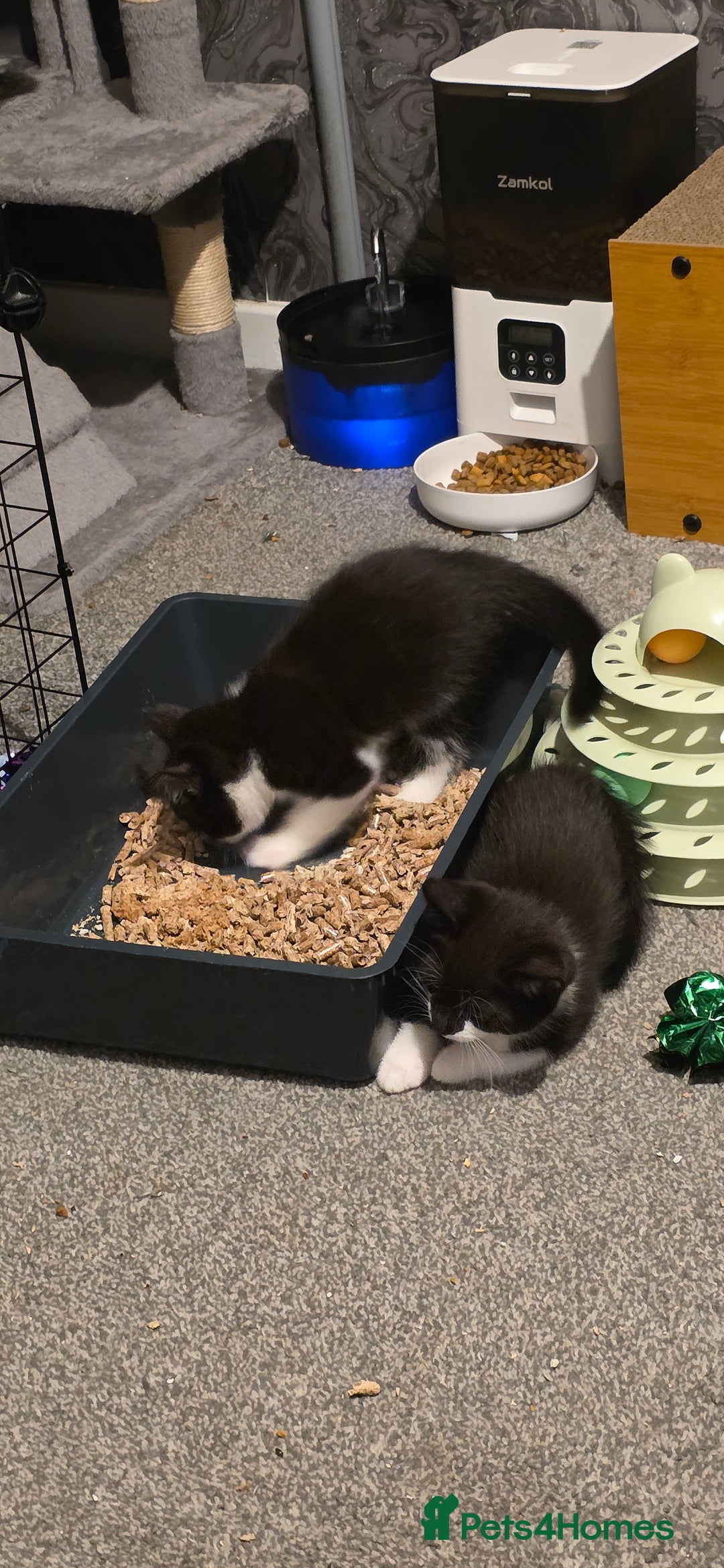 Domestic Shorthair cats for sale: 2 Beautiful Kittens - Uno & Bandana (8 Weeks  Old) - Image 8