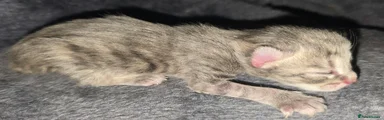 Norwegian Forest Cat Kitten 3