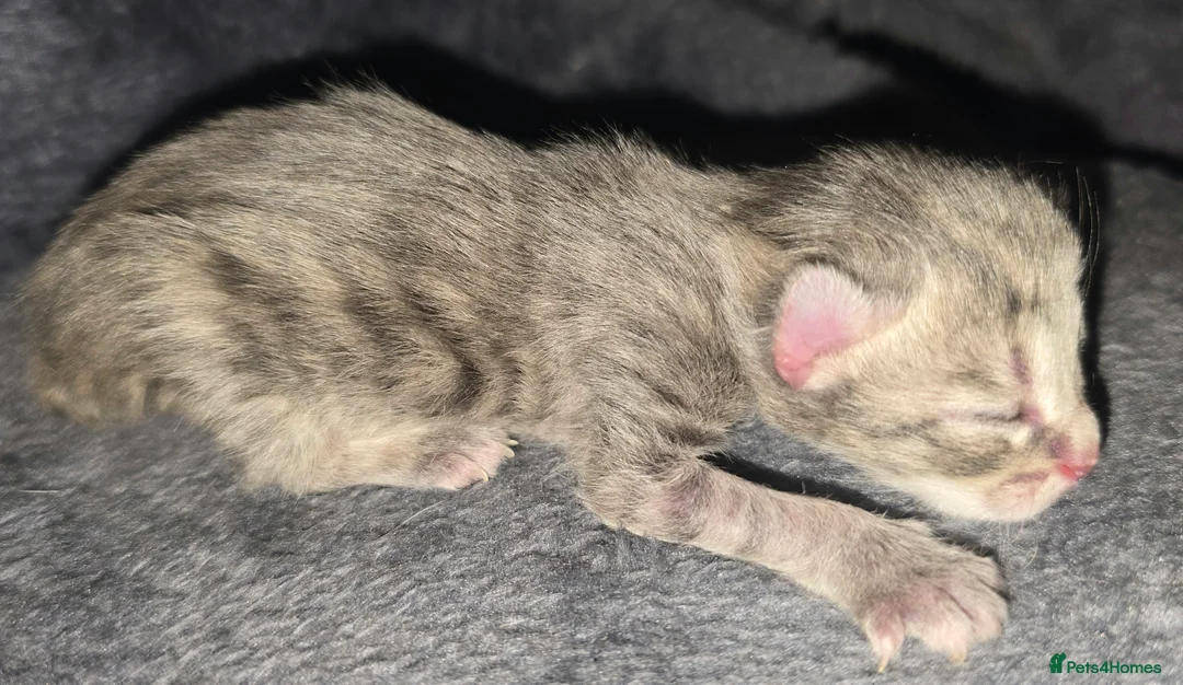 Norwegian Forest Cat cats for sale: Bengal X Norwegian Forest Cat - Advert 2