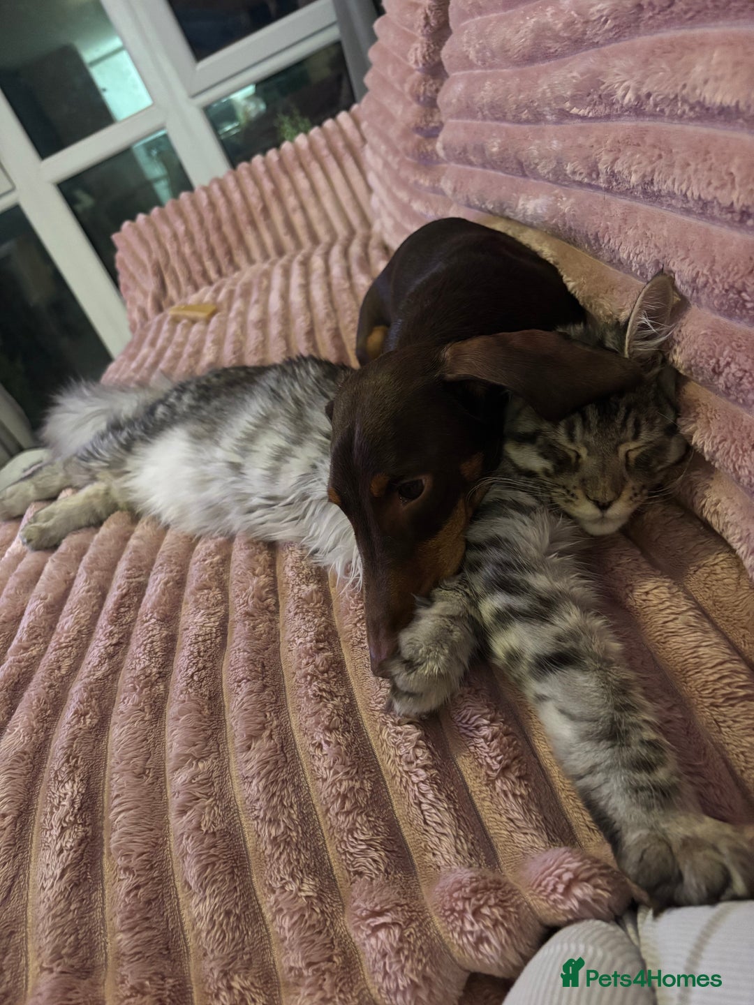 Maine Coon cats for sale: 7 month old Maine coon  - Image 6