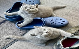 British Shorthair cats for sale: Gorgeous British Blue Kittens - Image 2