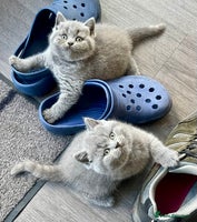 British Shorthair cats - Advert 14