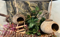 Frog reptiles for sale: White tree frogs - Image 6