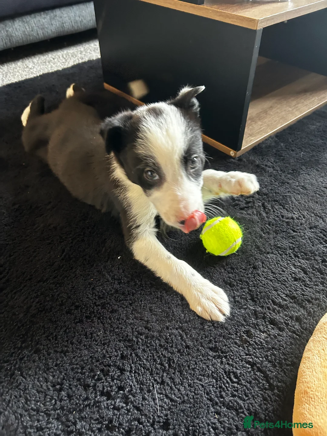 Border Collie dogs for sale: 1 little girl left  - Advert 1
