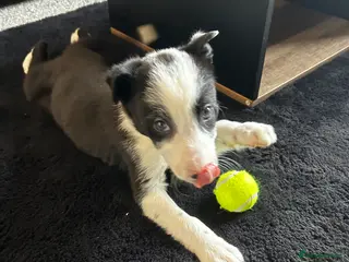 Border Collie dogs 1 little girl left - Advert 7