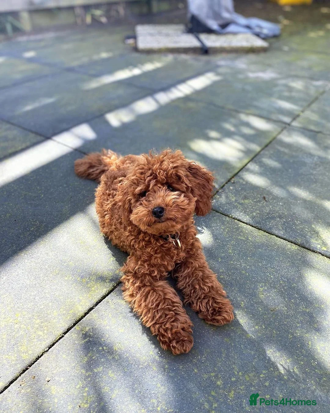 Toy Poodle dogs for sale: Milo Beautiful Male Toy Poodle Puppy - Advert 1