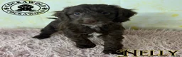 Cockapoo dogs for sale: 💖 Exceptional F1 Cockapoo Puppies 💖  - Advert 31