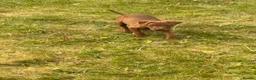 Mixed Breed dogs for sale: Patterdale x Wheaton - Advert 7