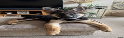 German Shepherd dogs for sale: Beautiful 8 month old German shepherd - Advert 6