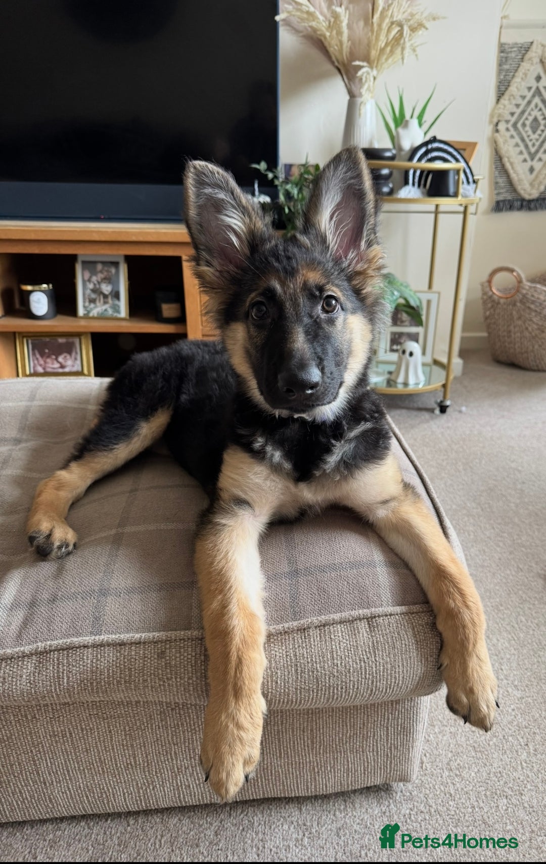 German Shepherd dogs for sale: Beautiful 8 month old German shepherd - Advert 6