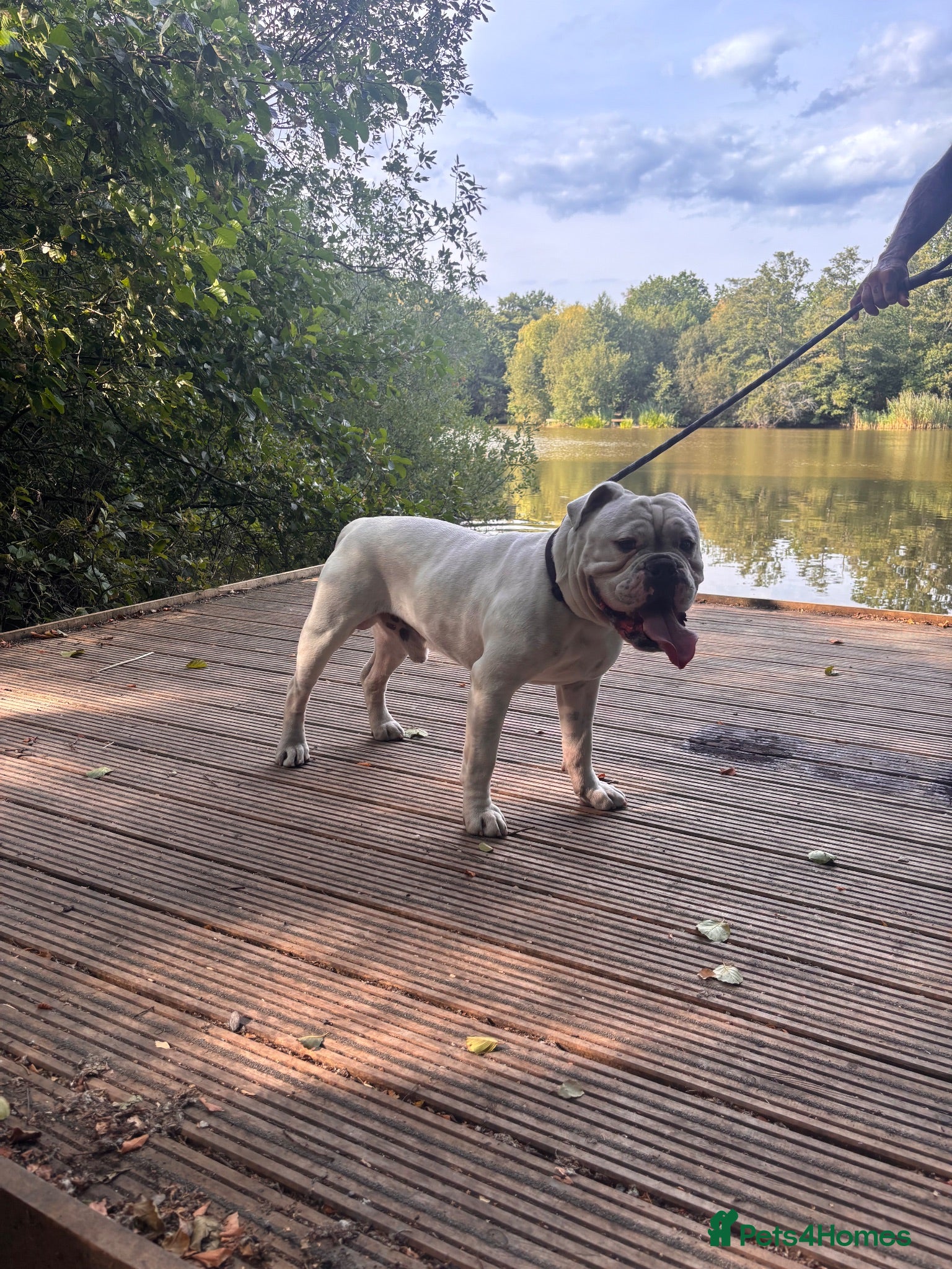 Old Tyme Bulldog dogs 2 year old, old tyme bulldog for stud - Advert 1