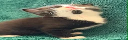Scottish Fold cats for sale: Stunning Scottish fold & Selkirk Rex kitten  - Advert 34