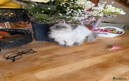 Selkirk Rex cats for sale: Gorgeous Selkirk Rex - Image 6