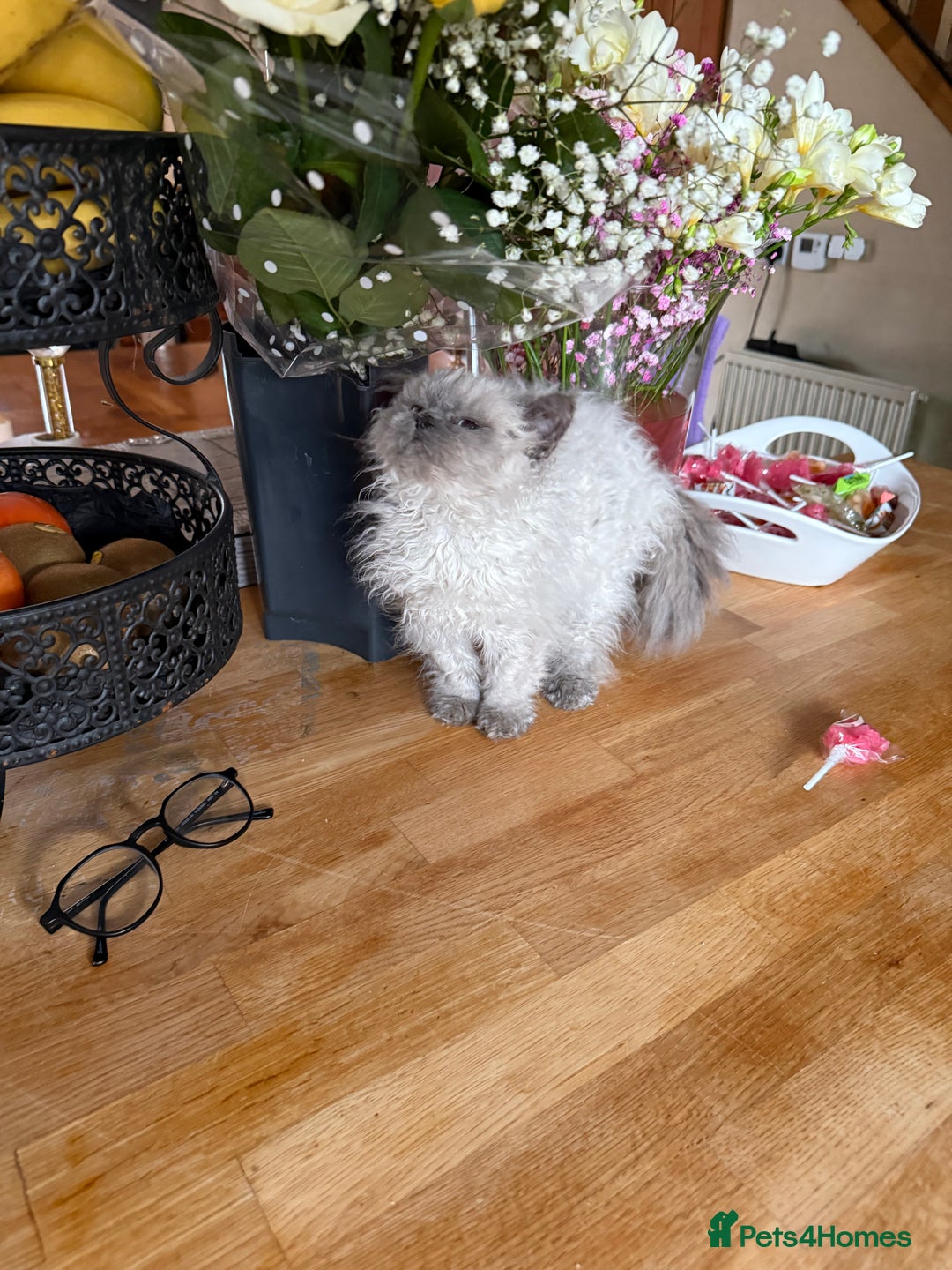 Selkirk Rex cats for sale: Gorgeous Selkirk Rex - Image 6