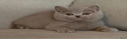 British Shorthair cats for sale: Beautiful kittens  - Advert 7