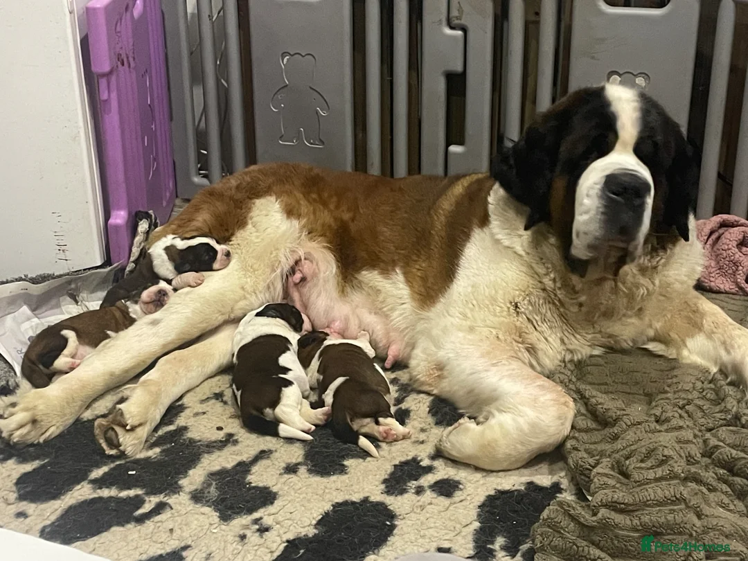 Saint Bernard dogs for sale: Saint Bernard Pups (KC Reg) in Larkhall - Advert 20