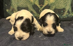 Cocker Spaniel dogs for sale: KC show cocker puppies black white blue roan - Image 1