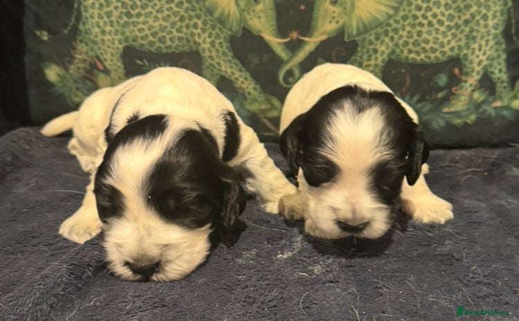 Cocker Spaniel dogs - Advert 2
