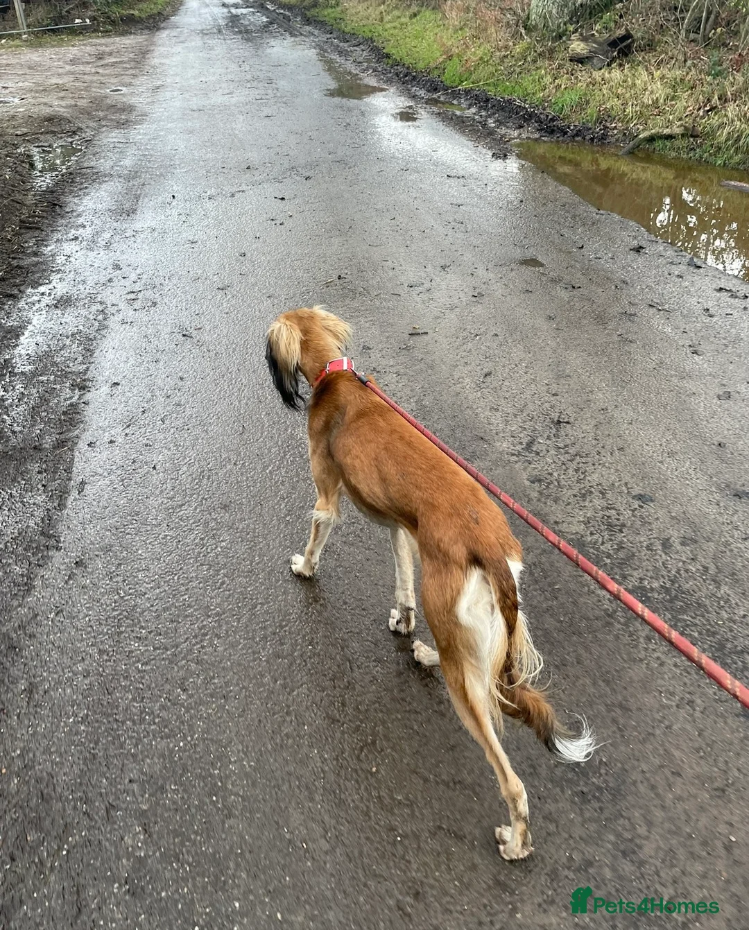 Saluki dogs for sale: Female Saluki  - Advert 3