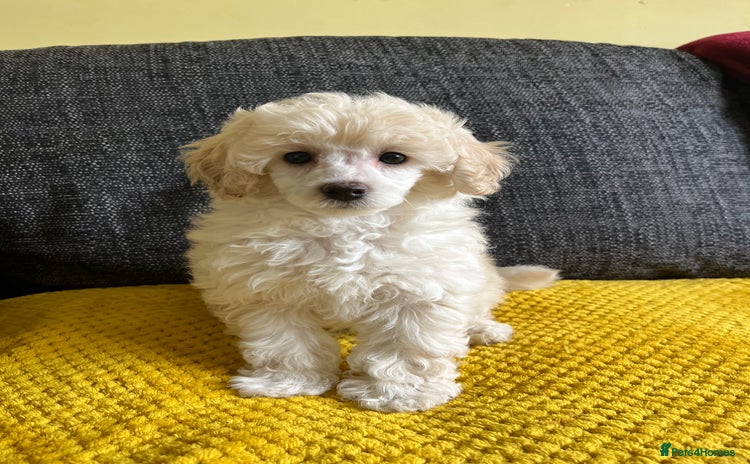 Toy Poodle dogs - Advert 11