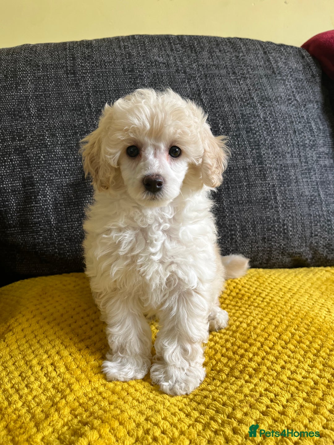 Toy Poodle dogs for sale: 🐩 REDUCED KC Reg Toy poodle puppy hereditaryclear - Image 1