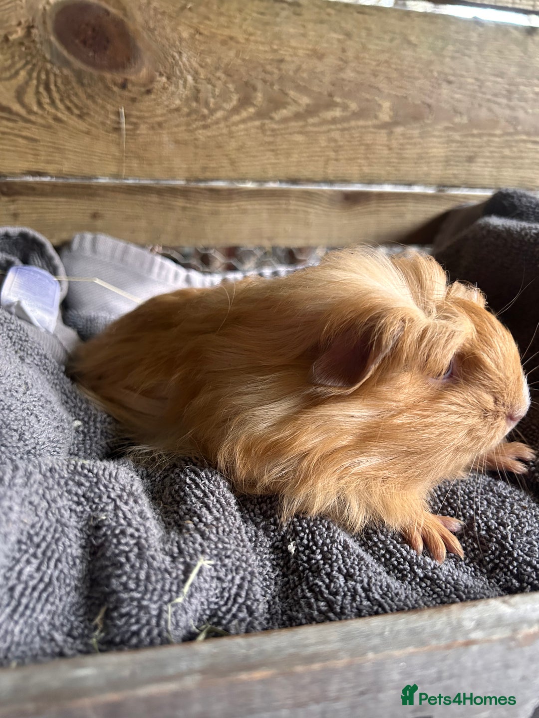 Guinea Pig rodents for sale: Pair of Lovely long haired guinea pigs  - Image 5