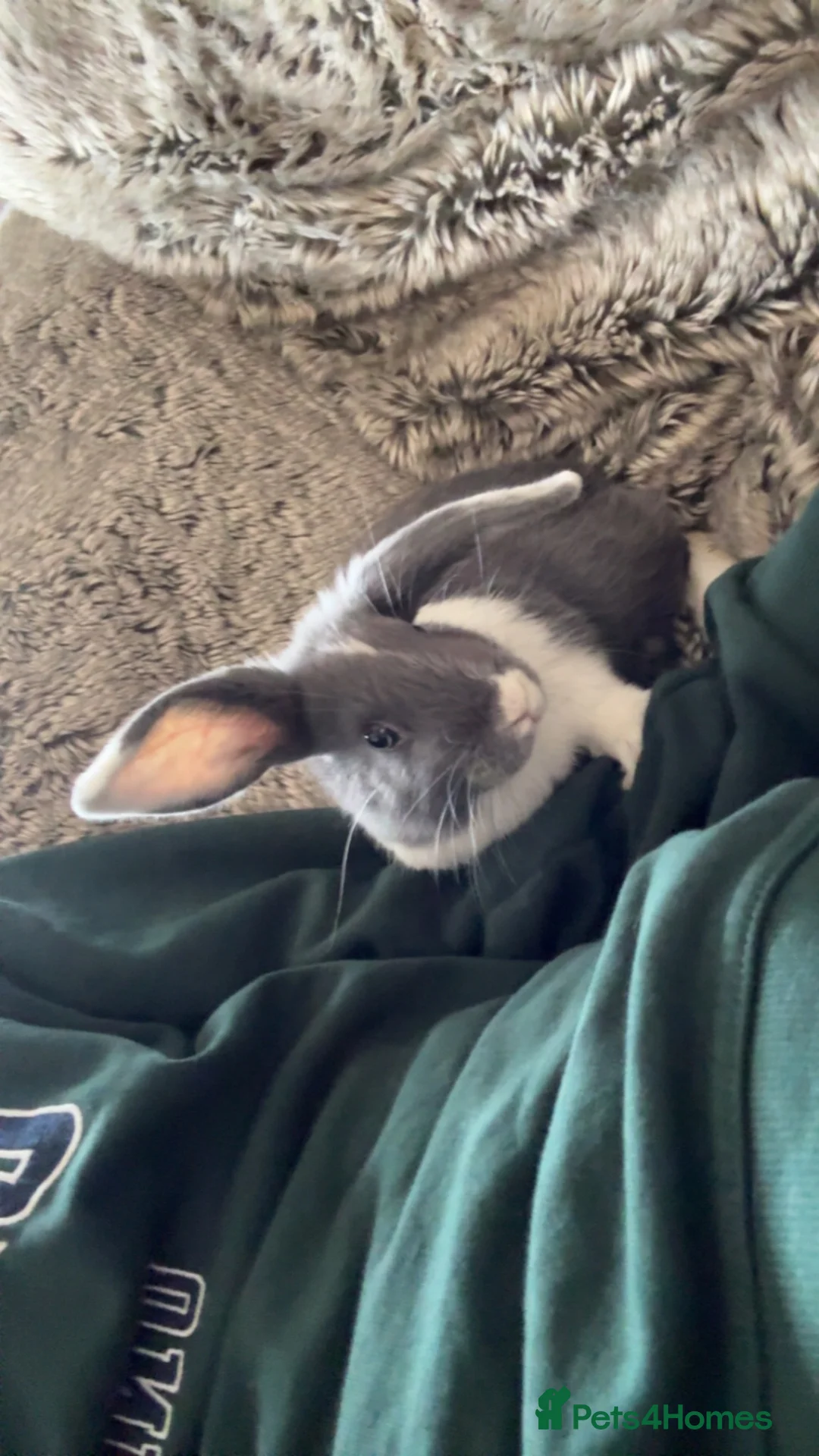 Mixed Breed rabbits for sale: 2 Male Bunnies in High Wycombe - Advert 2
