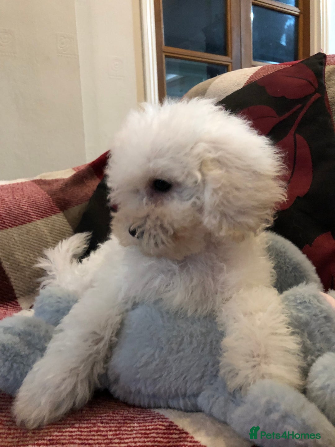 Shihpoo dogs for sale: shihpoo puppies for sale  - Image 9