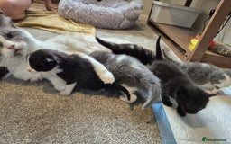 Ragdoll cats for sale: Ragdoll X Kittens  - Image 2