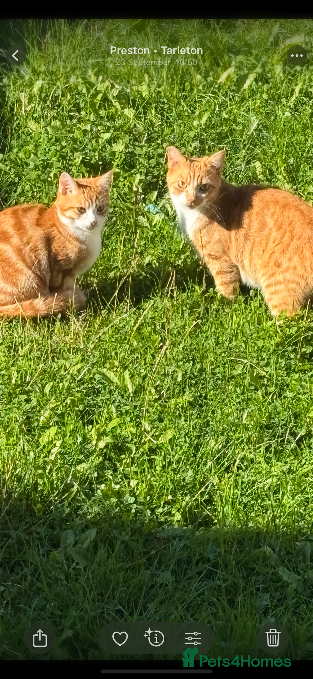 Mixed Breed cats for sale: Mother and Son  - Advert 4