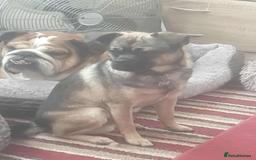 Mixed Breed dogs for sale: Special boy looking for a special home - Image 6