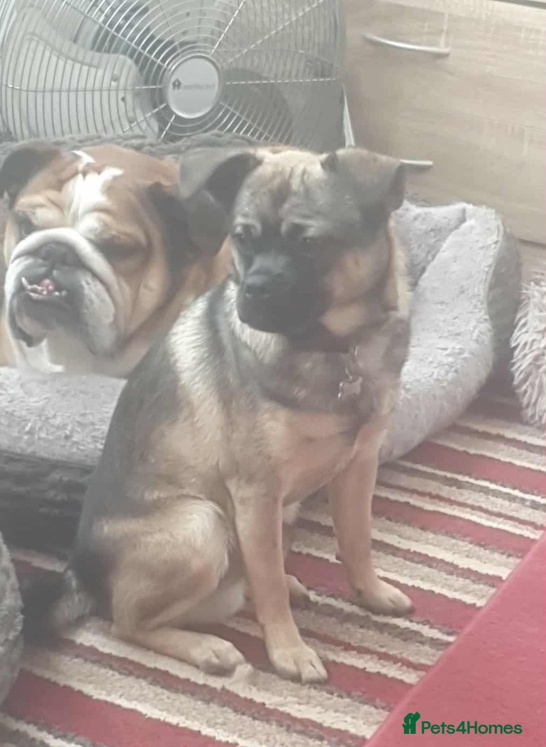 Mixed Breed dogs for sale: Special boy looking for a special home - Image 6