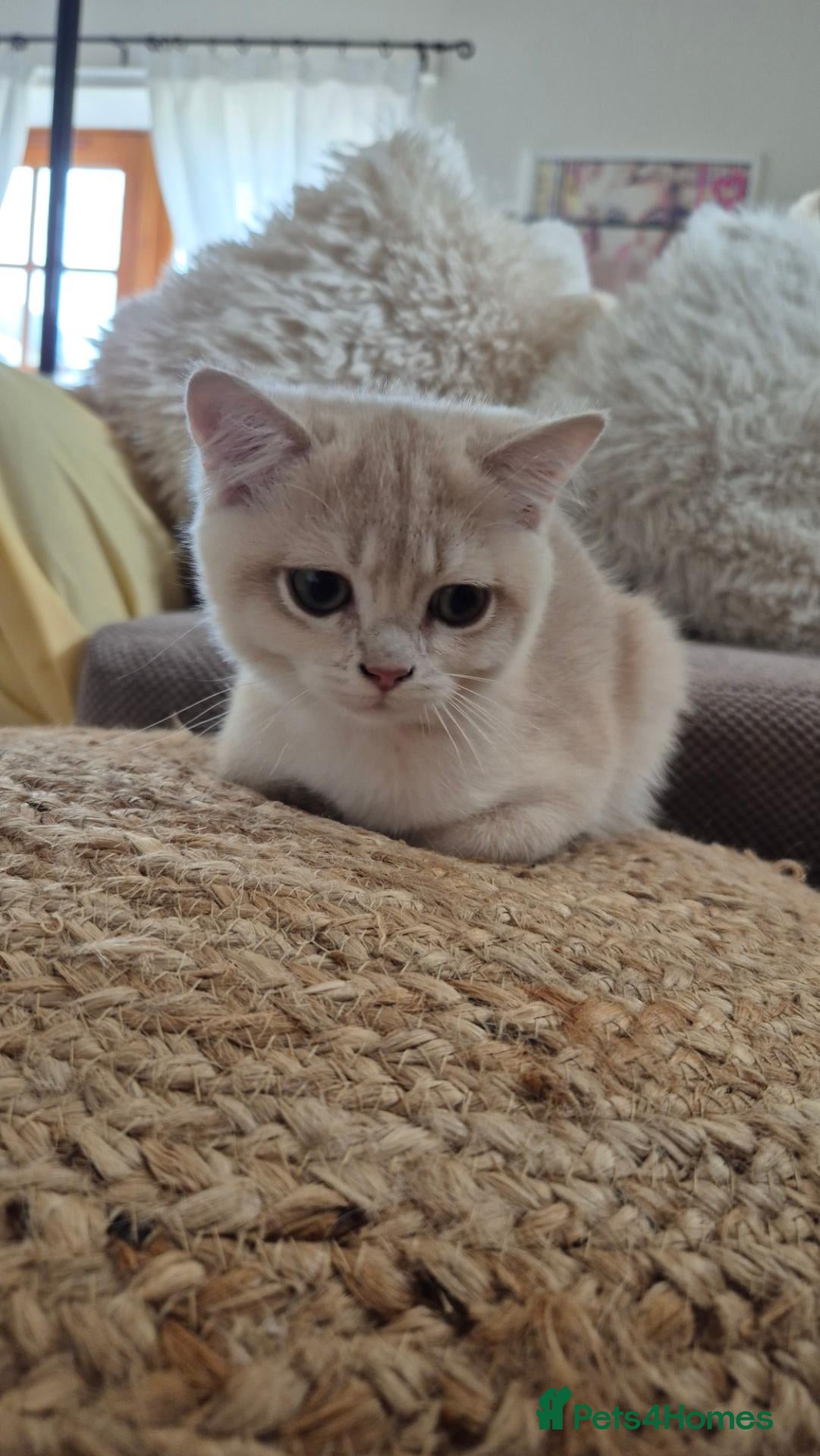 British Shorthair cats The Tik Tok Party kittens  - Advert 1