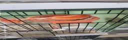 Canaries birds for sale: Red factor pair in Sutton Coldfield - Advert 1