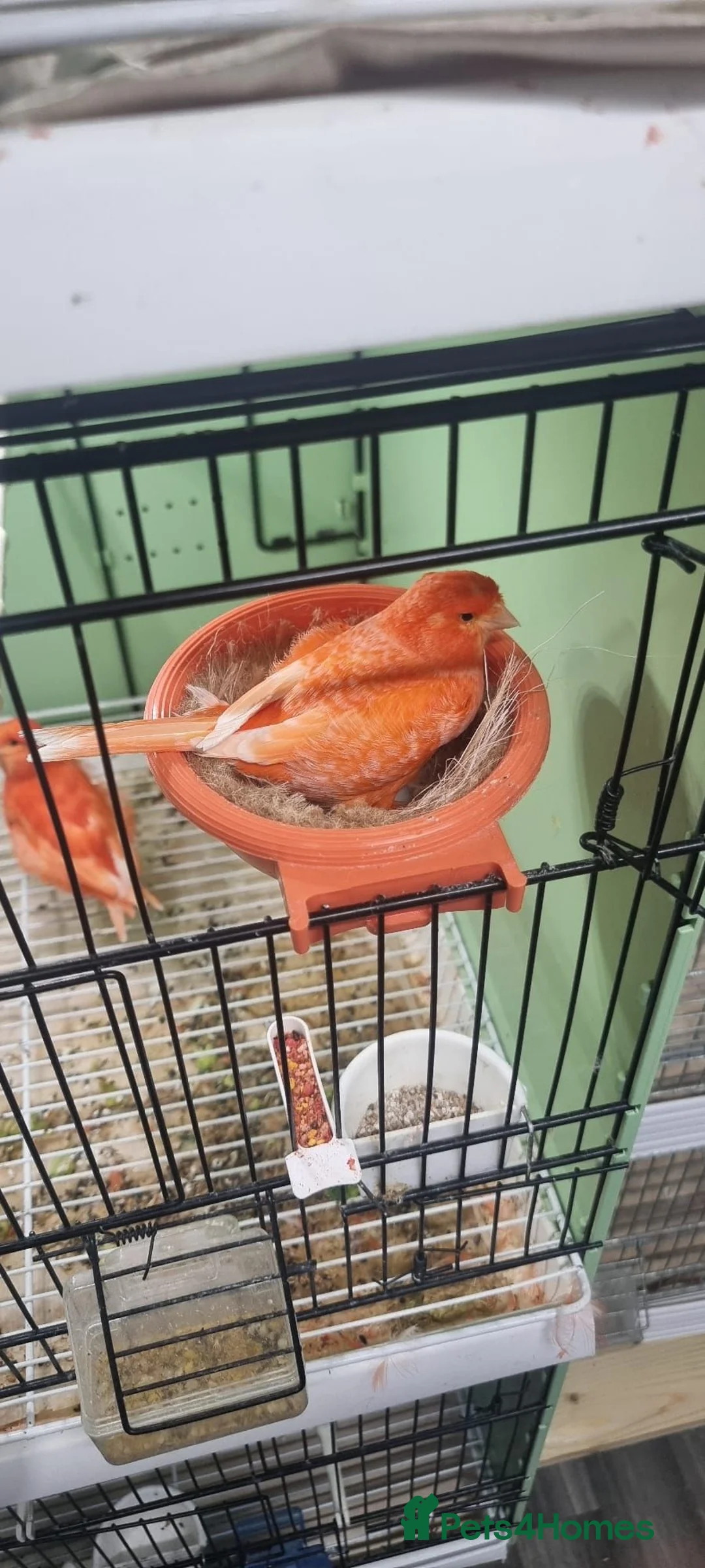 Canaries birds for sale: Red factor pair in Sutton Coldfield - Advert 1