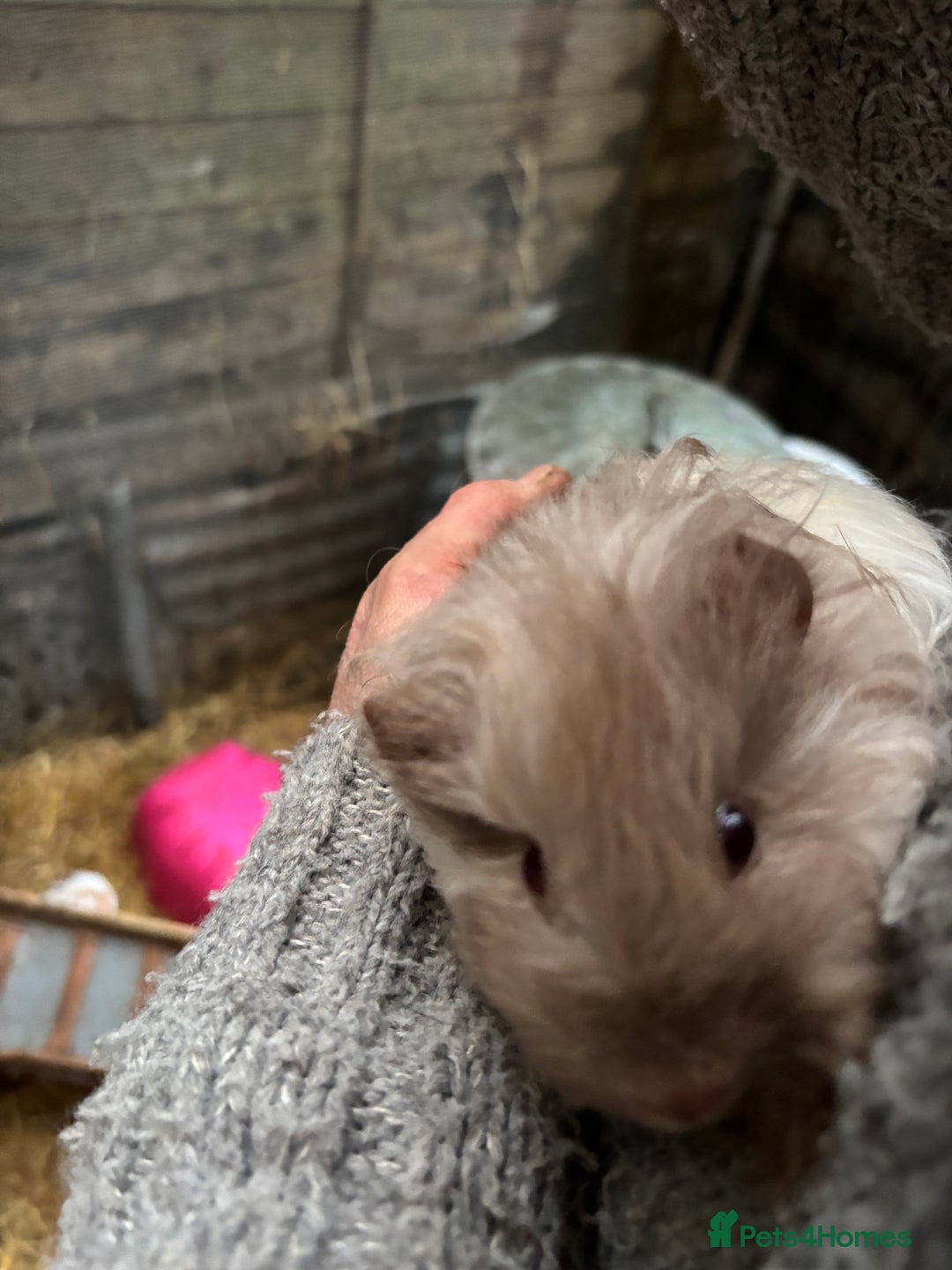 Guinea Pig rodents for sale: 2 baby sister guineas - very friendly / handled  - Advert 6
