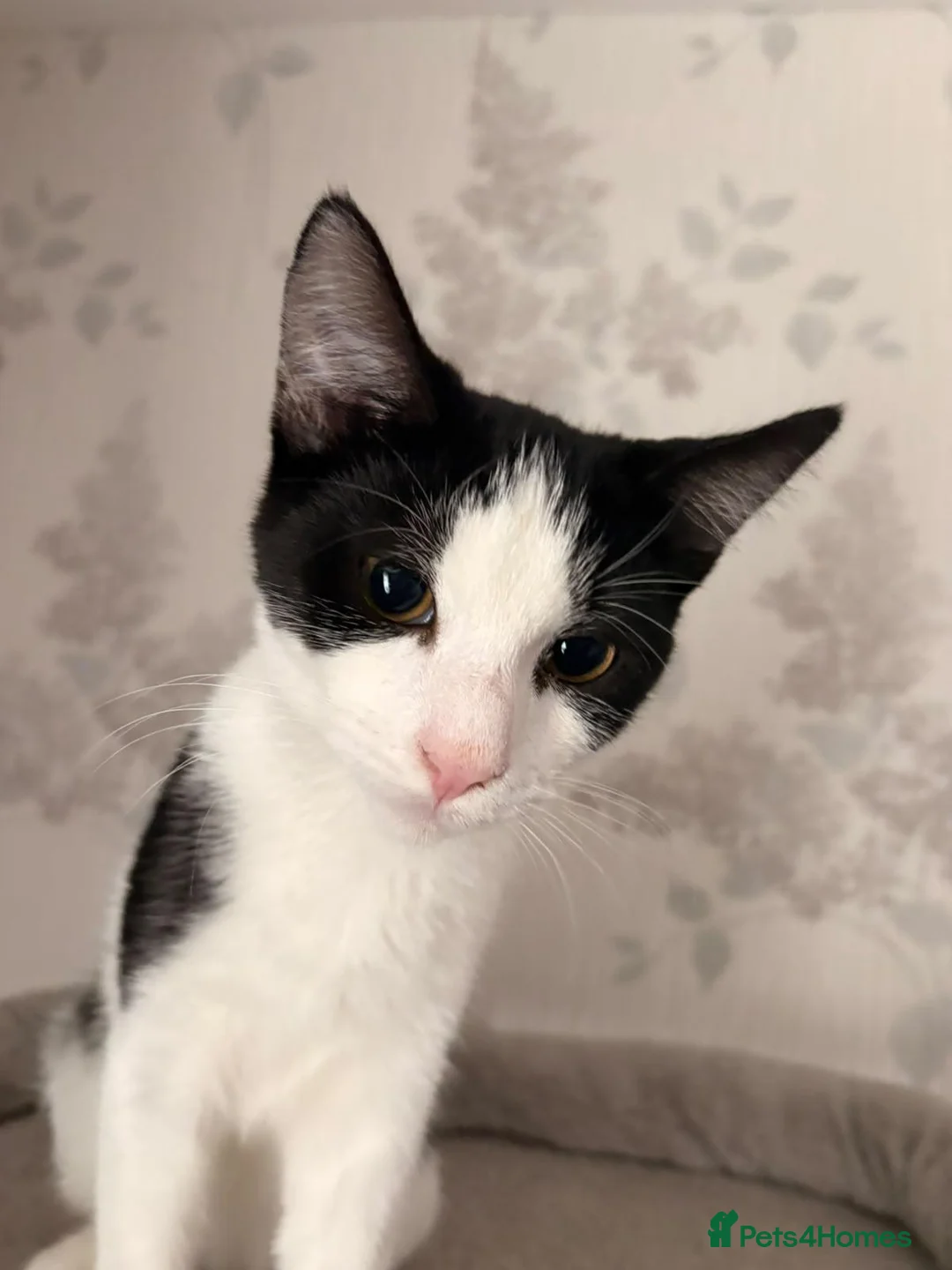 Mixed Breed cats for adoption: Kitten rescue  - Advert 3