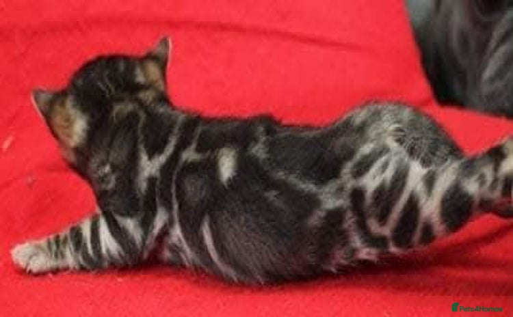 Bengal cats in Nelson - Advert 7