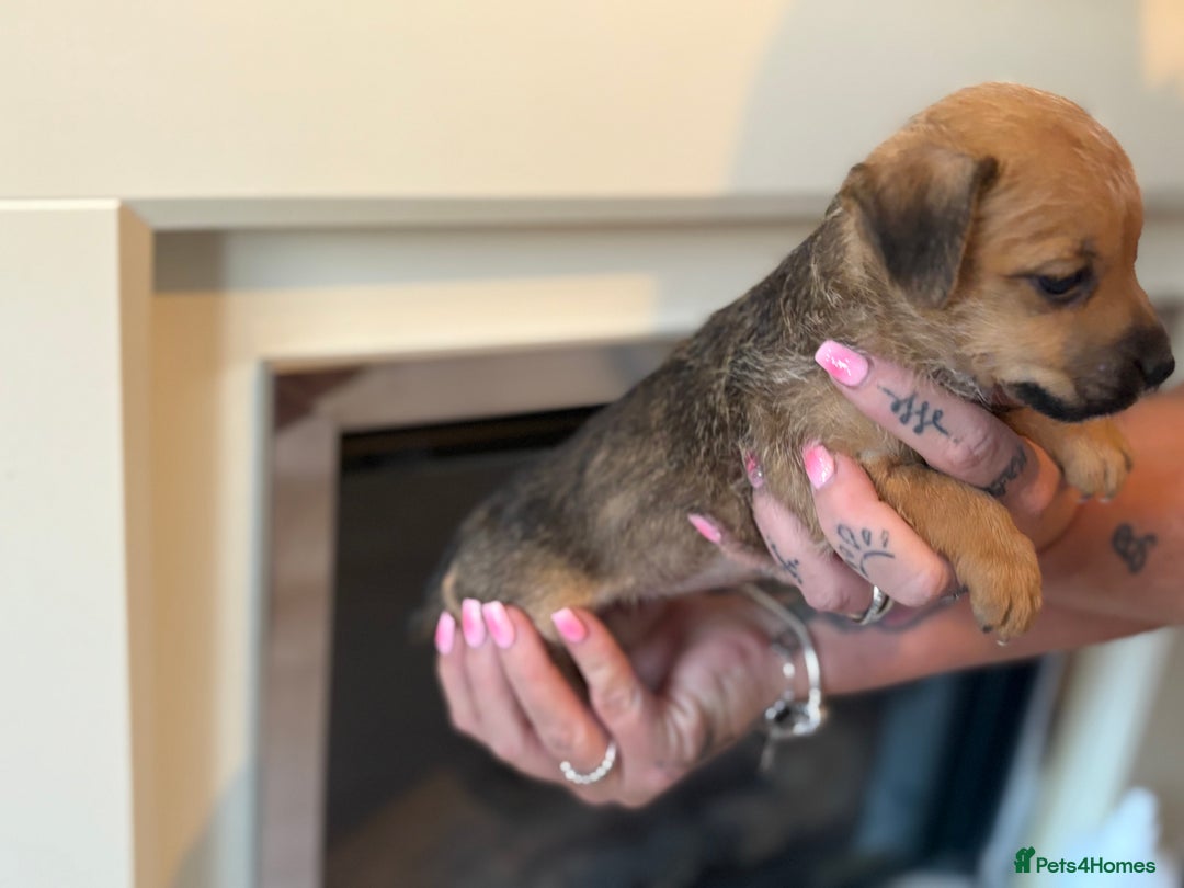 Jack Russell dogs for sale: Jack Russell puppies - Image 4