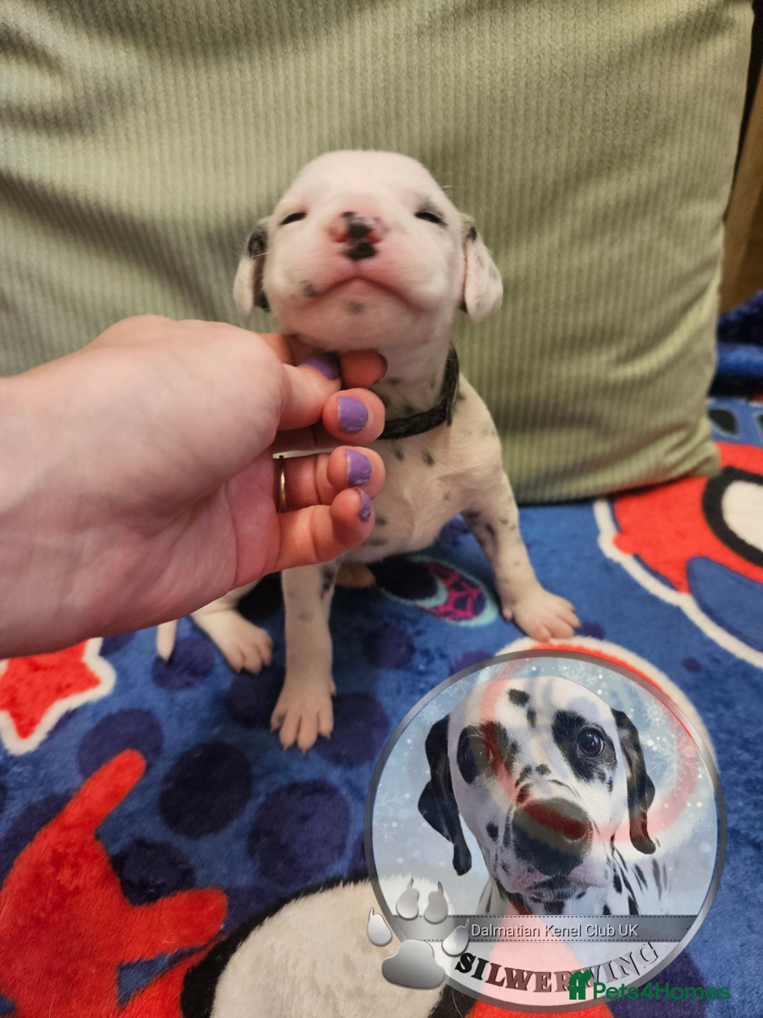 Dalmatian dogs for sale: 6 KC Dalmatian puppies Left - Image 25