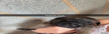 Yellow boy 