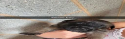 Belgian Shepherd Dog dogs for sale: Belgium malinos cross Dutch Herder puppies  in Wakefield - Advert 16