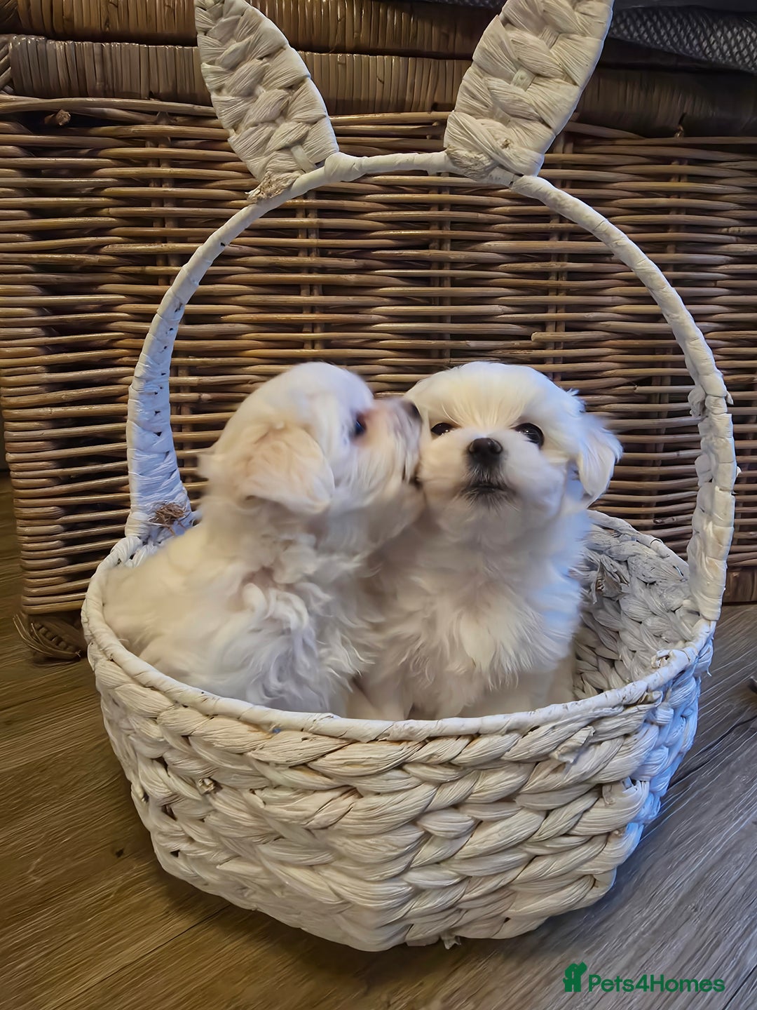 Maltese dogs for sale: A tiny little boy  - Advert 7