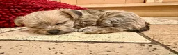 Mixed Breed dogs for sale: Adorable Shih Tzu/Jack Russell Puppies - Advert 29