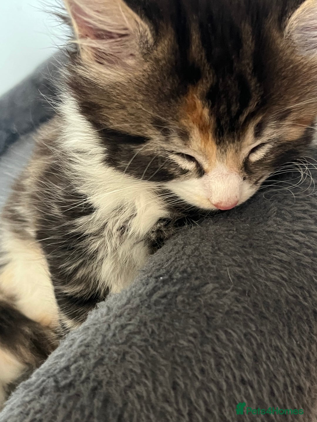 Domestic Shorthair cats for sale: 5 kittens on sale - Image 11
