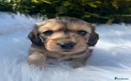 Miniature Dachshund dogs for sale: Beautiful KC mini L/h girls - Image 6